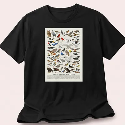 Retro identification chart of native Wisconsin birds with colorful illustrations